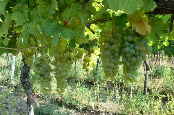 Zrelé strapce bieleho hrozna vo vinici