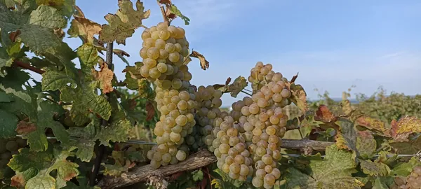 Strapce Veltlínu zeleného vo vinici v Modre