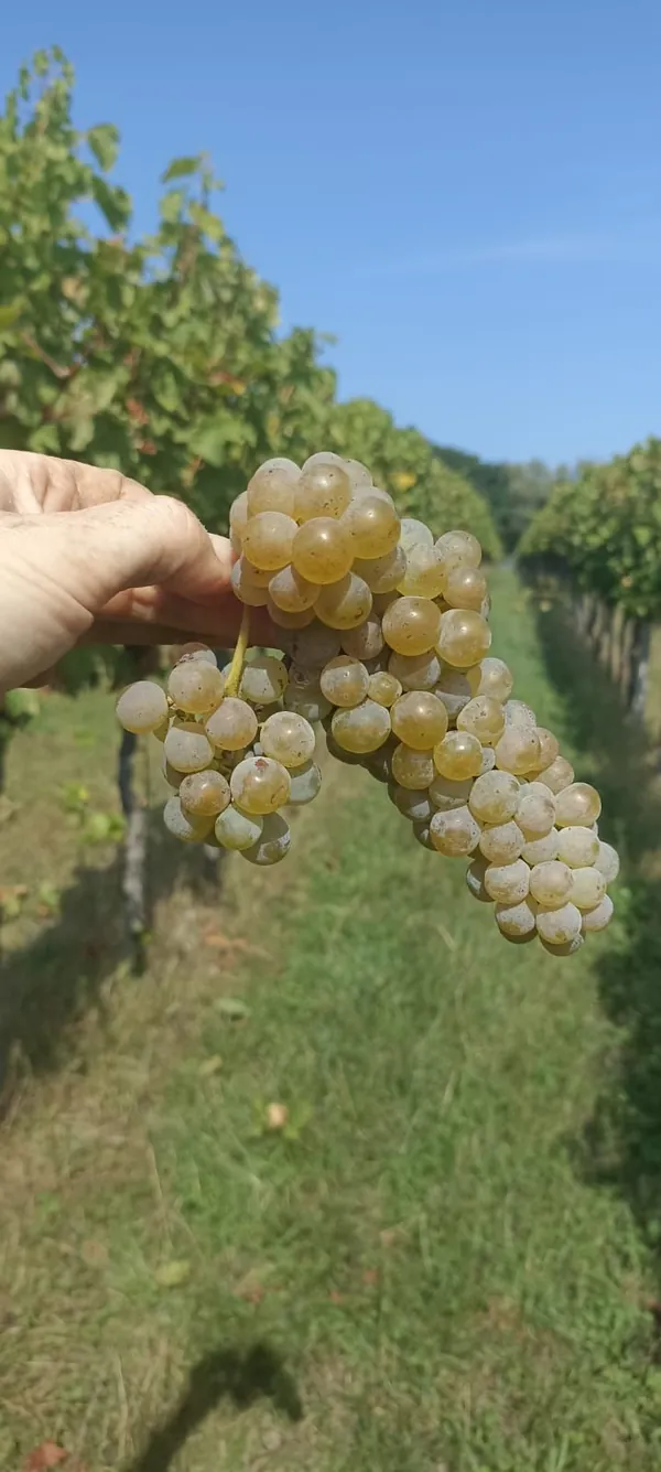 Strapec bieleho hrozna v dlani vo vinici