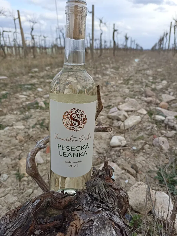 Fľaša Peseckej Leánky na kmeni viniča vo vinici