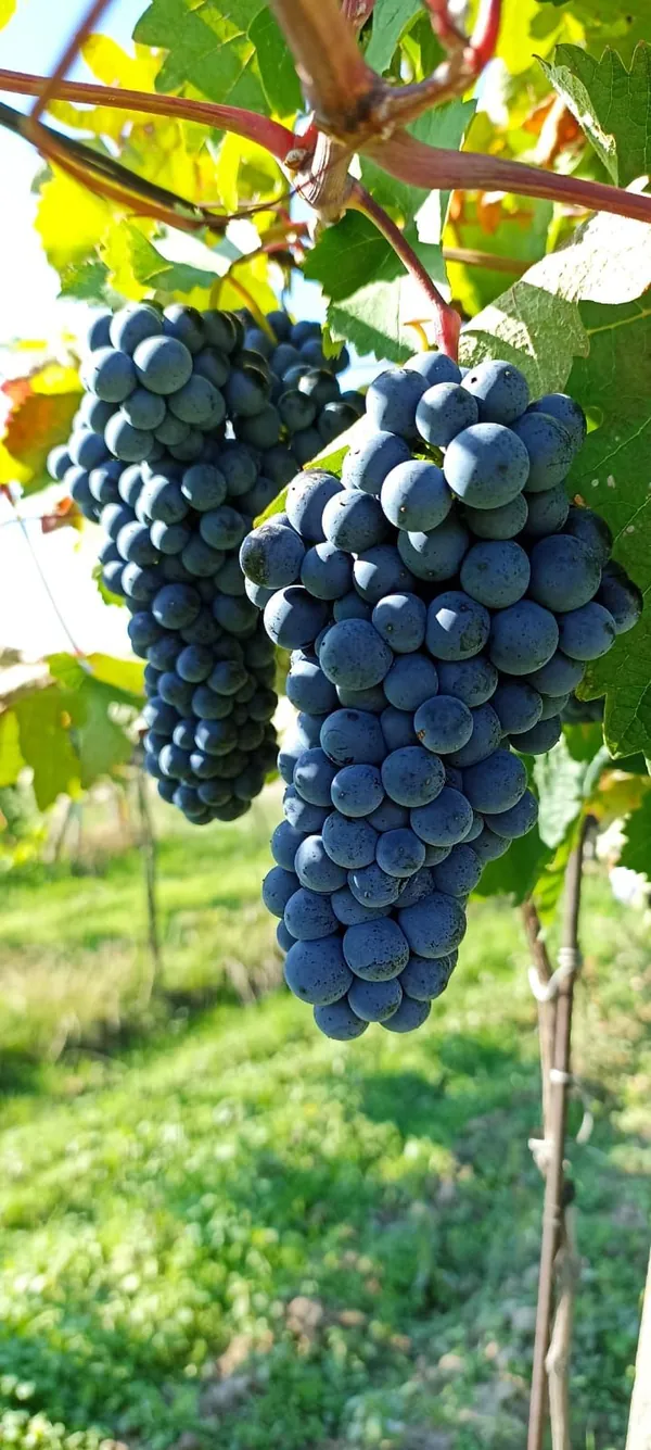 Strapce modrého hrozna na jeseň
