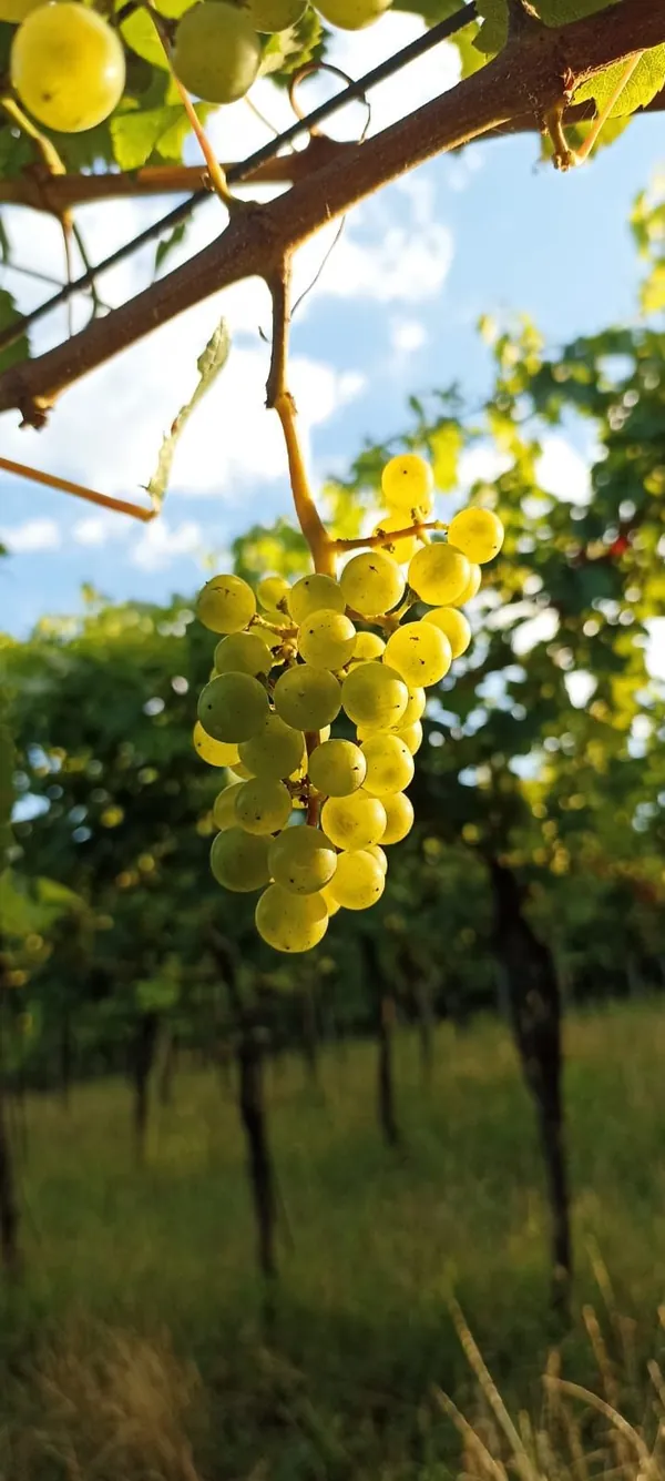 Strapec bieleho hrozna vo vinici na slnku