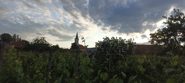Vinica pri Modre s kostolom v pozadí a večernou oblohou