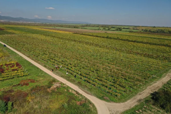 Vinice pri Modre z dronu, poľná cesta medzi viničnými honmi