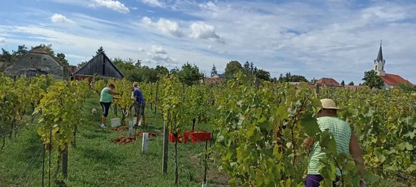 Oberačka vo vinici, v pozadí kostol