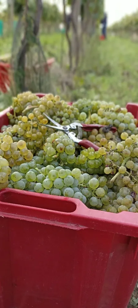Debnička bieleho hrozna s nožnicami