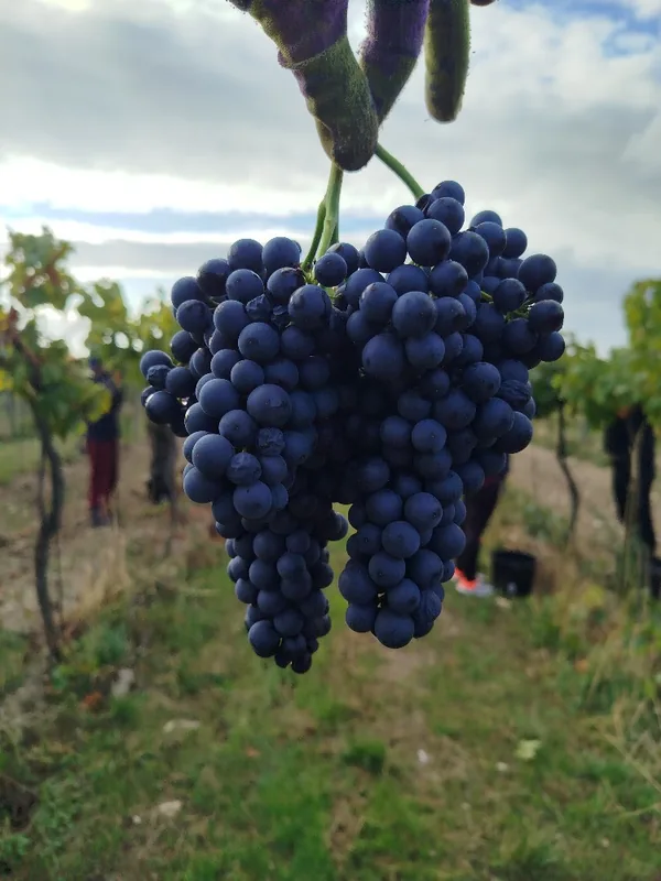 Strapec modrého hrozna pred oberačkou
